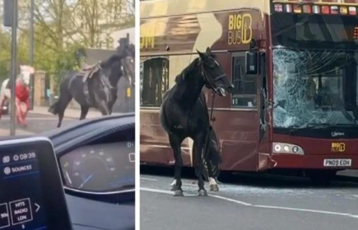 Pferde der britischen Armee auf der Flucht im Zentrum von London, 4 Menschen verletzt, zwei der Pferde in ernstem Zustand