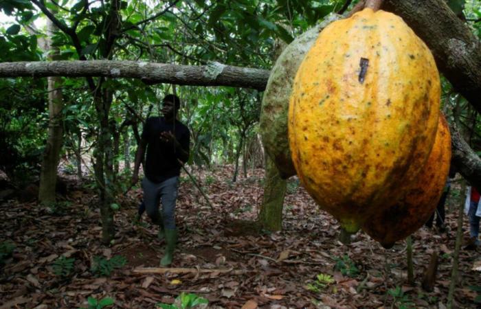 Steigende Kakaopreise: die Gewinner unter den Bohnenanbauländern