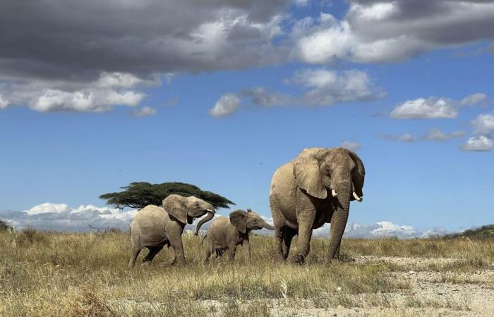 Afrikanische Elefanten rufen einander beim Namen