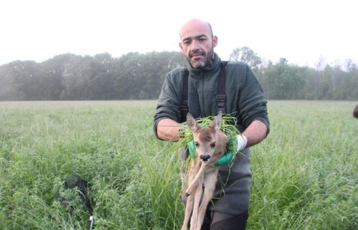 Yvelines: Jäger mobilisieren sich, um Kitze vor dem sicheren Tod auf den Feldern zu retten
