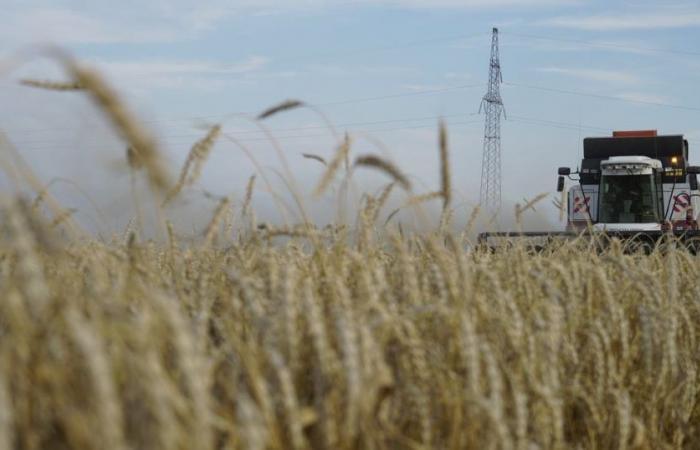 Prognose für die weltweite Weizenernte sinkt, Russland trifft zu
