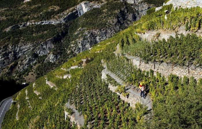 Gibt es Gemeinsamkeiten bei den Alpenweinen von den Alpes-de-Haute-Provence über das Wallis nach Slowenien?