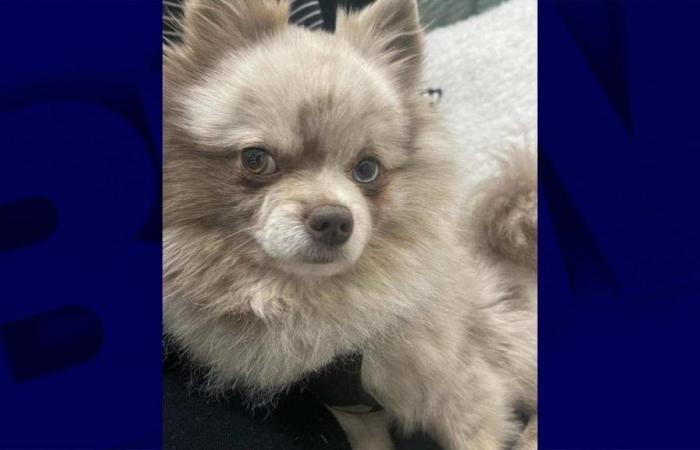 Vier Monate später wurde ein gestohlener Hund auf Leboncoin gefunden