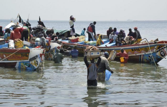 Ausbeutung des Sangomar-Feldes: Fischer wollen nicht in unruhigen Gewässern navigieren – Lequotidien