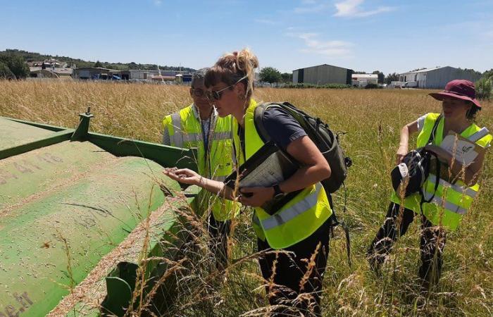 Flughafen Auch: Am Ende der Landebahn werden zu Tausenden wilde Samen gesammelt, um die natürlichen Wiesen im Gers wiederherzustellen