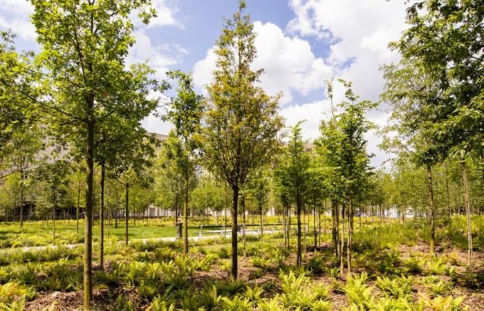 Klimaplan: Paris weiht seinen ersten Stadtwald ein