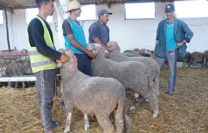 Eid Al-Adha: Hier sind die Preise für spanische Schafe in Tit Mellil