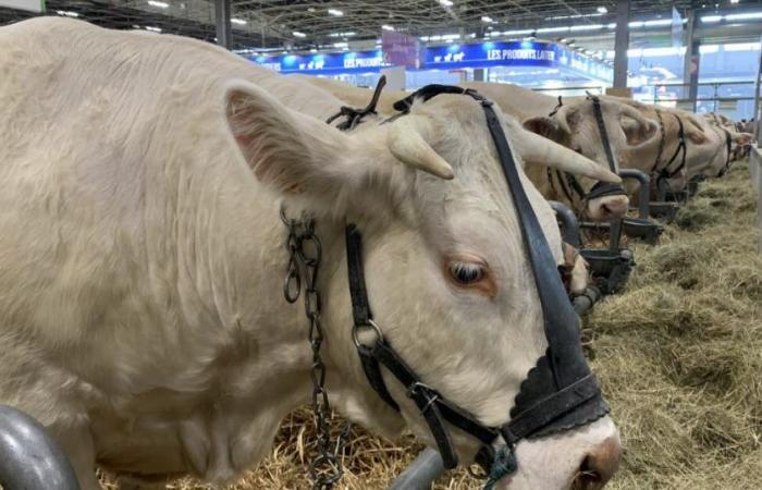 Puy de Dome. Die 33. Ausgabe des Livestock Summit wird alle Rekorde brechen