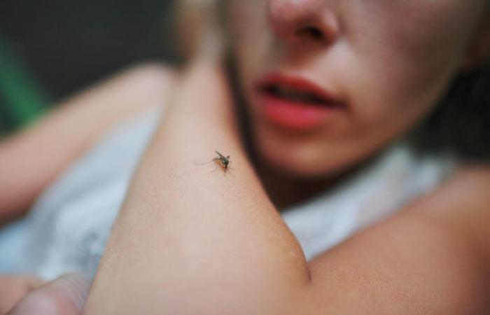 Was wäre, wenn es tatsächlich keine Allergie gegen Mückenstiche gäbe?