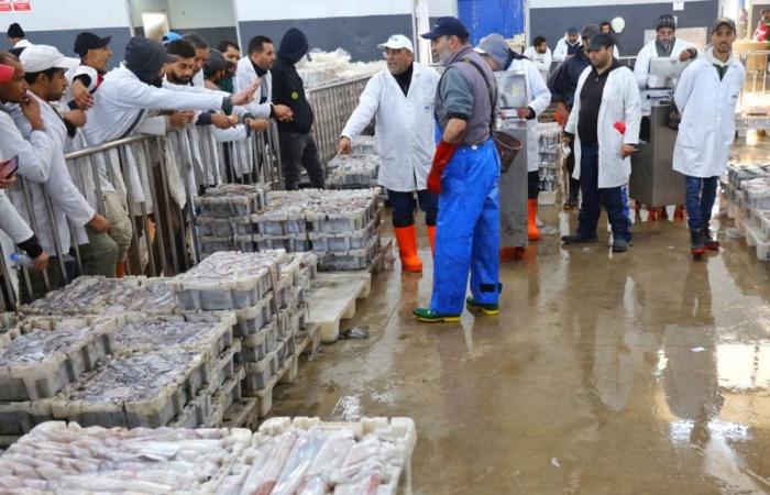 Häfen am Mittelmeer: ​​Rückgang der Fischereianlandungen um 16 % Ende Mai
