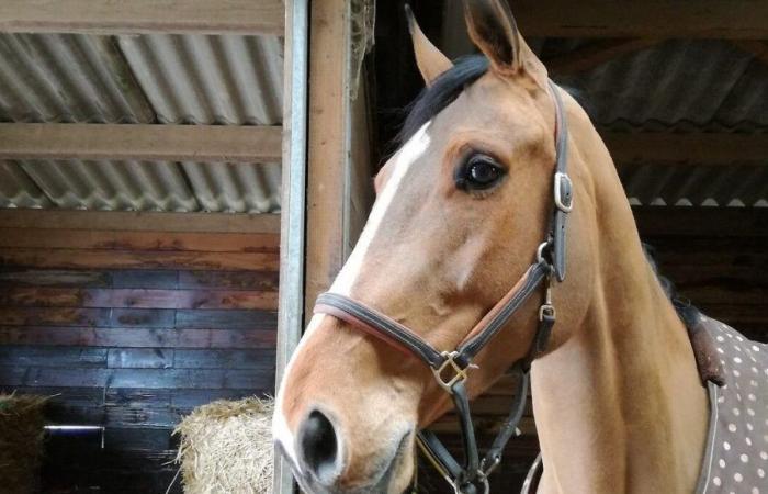 In Calvados sterben 70 Pferde bei einem Brand auf einem Gestüt