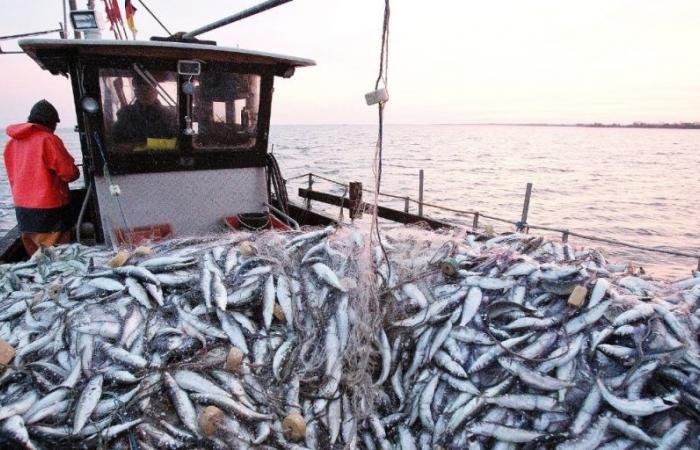 Massensterben von Fischen an der Küste von Sidi Ifni: Ermittlungen laufen