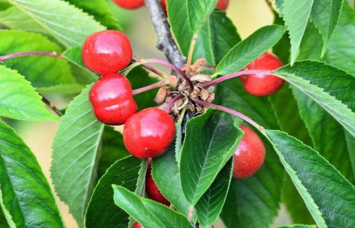 „Es gibt noch keine Lösung“: Eine Schädlingsfliege beunruhigt Obstbauern