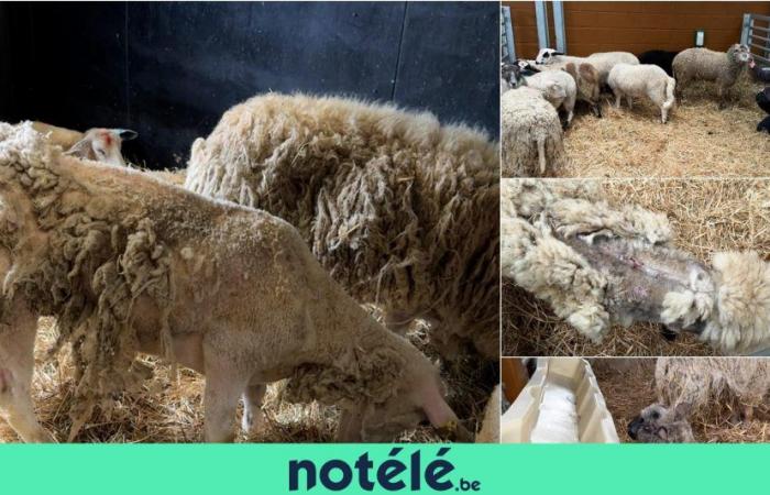 Für Eid-El-Kébir sollten 470 Schafe illegal geschlachtet werden