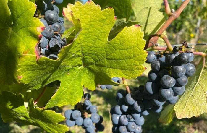 Warum das Weingut Cahors im Lot mindestens 600 Hektar Rebfläche roden will