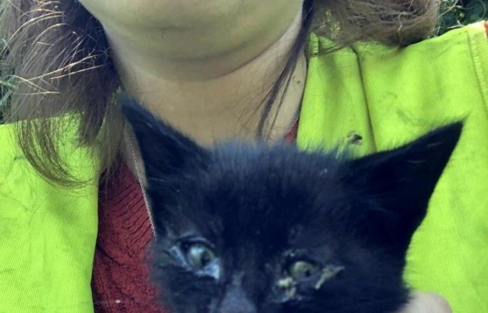 Loire-Atlantique: Noémie rettet zwei auf einer Schnellstraße ausgesetzte Kätzchen