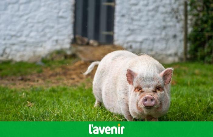 Entdecken Sie die Vorhersage von Mimi, dem Schwein, vor Belgien-Slowakei