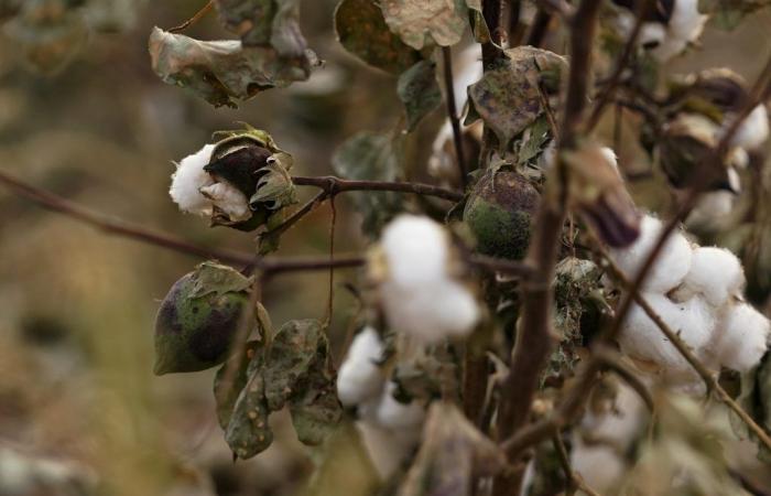 Afrikanische Baumwolle: Die Risiken einer zu großen Abhängigkeit von Bangladesch