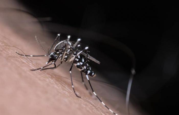 Wo gibt es in Frankreich Tigermücken und wie kann man sich vor Krankheiten schützen?