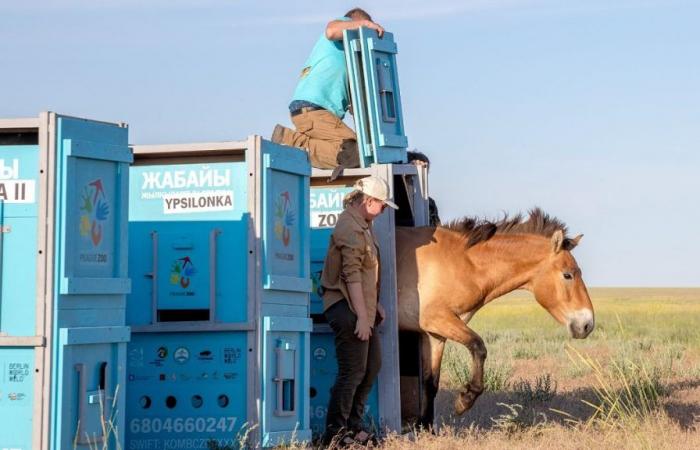 Seltene Wildpferde kehren in die goldene Steppe Kasachstans zurück, nachdem sie vor dem Aussterben gerettet wurden