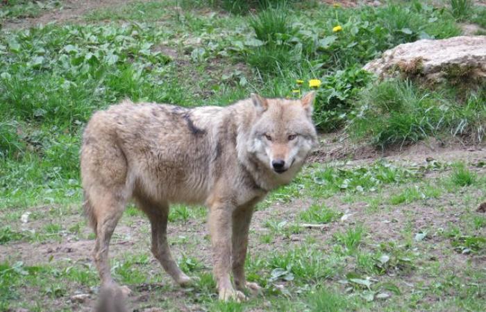 Ein von einem Jäger getöteter Wolf, mehr als 50 seit Jahresbeginn in Frankreich