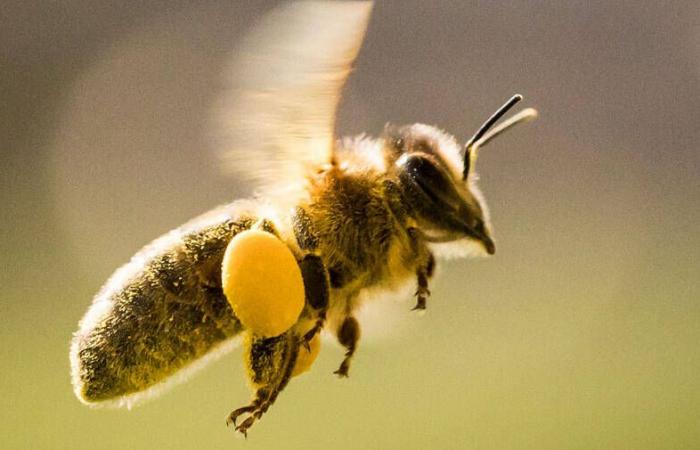 Schweizer Bienen werden wie Nutztiere behandelt