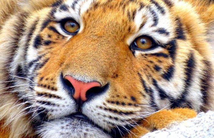 Wird die 2017 getötete Tigerin Mévy bald einen nach ihr benannten Ort haben?