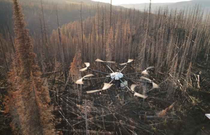 Drohnen als Verstärkung zur Wiederaufforstung der verbrannten Wälder von Quebec