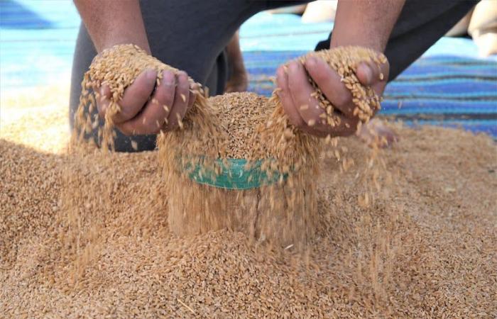 Die marokkanischen Weizenimporte würden auf 7,5 Tonnen steigen