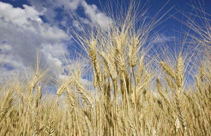 Laut FAO gehört Marokko zu den sechs größten Weizenimporteuren