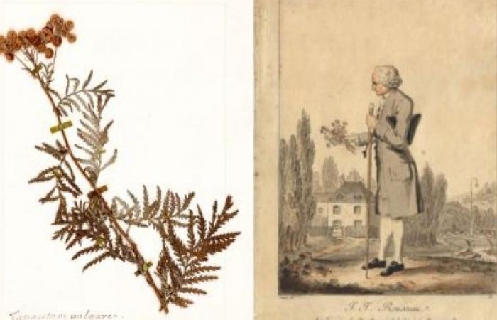 Ein Rousseau-Herbarium im Genfer Botanischen Konservatorium | Stadt Genf