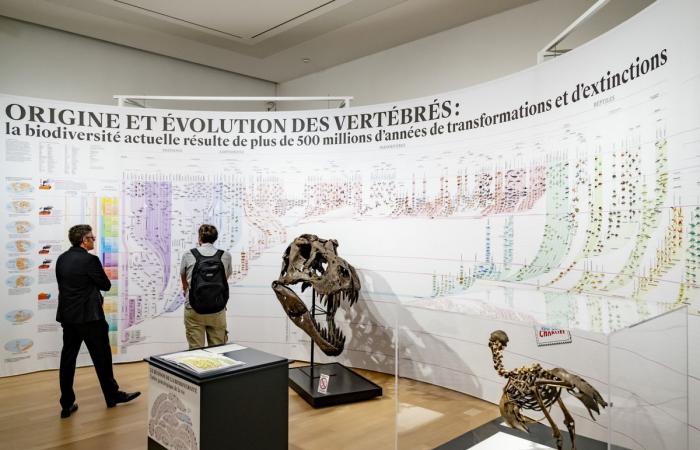 Naturéum: XL-Ausstellung zur Rolle wissenschaftlicher Sammlungen