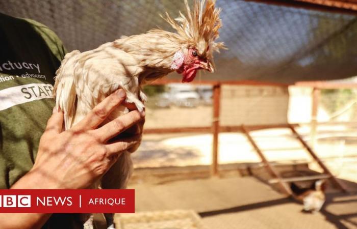 Müssen wir uns über eine Vogelgrippe-Pandemie Sorgen machen?