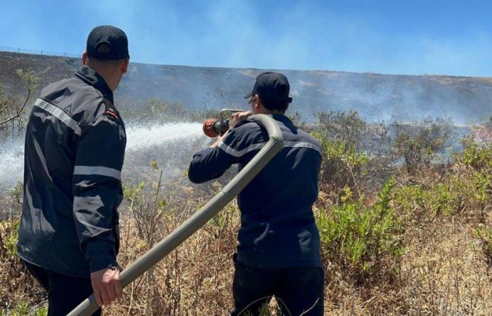Tanger: Heftiger Brand in El Aouama, 6 Hektar Waldfläche verwüstet
