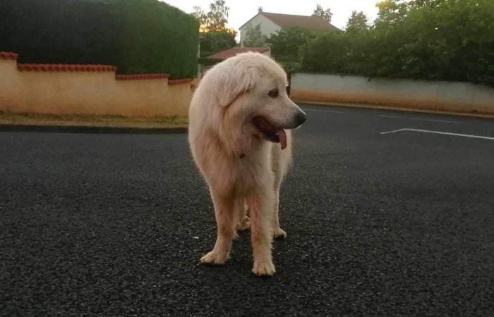 die unglaubliche Reise von Etoile, einem Hund, der 300 km von zu Hause entfernt gefunden wurde