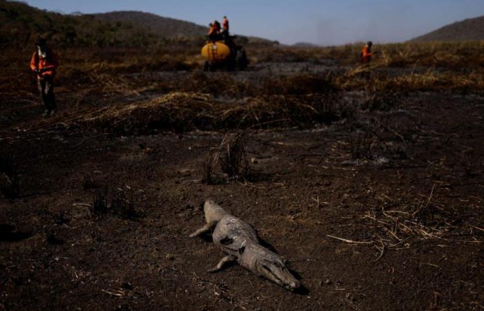 In Brasilien verbrennen außergewöhnliche Brände das größte Feuchtgebiet der Welt