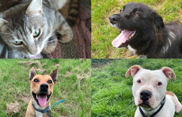 Zwei Hunde und zwei Katzen werden diese Woche vom SPAE-Tierheim in Évreux adoptiert