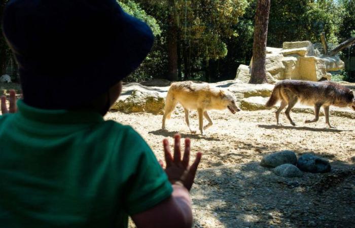 Eine 37-jährige Frau wurde im Zoo von Thoiry von Wölfen schwer verletzt – Libération