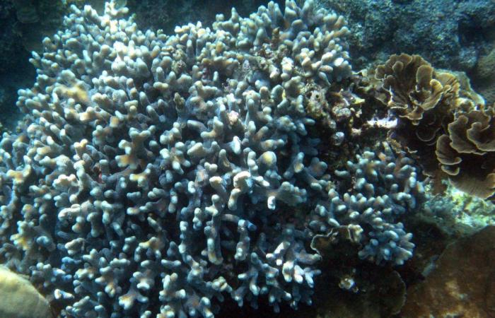 Klima: In Malaysia stirbt das Korallenriff aufgrund der globalen Erwärmung