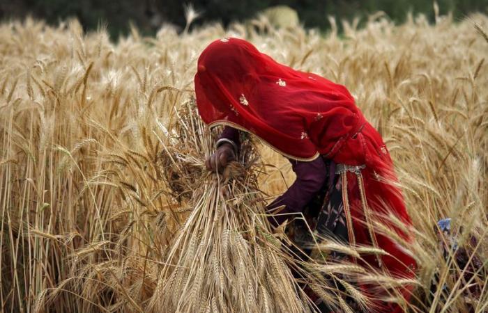 Indien führt Beschränkungen für die Weizenvorräte ein und könnte bei Bedarf auf Importe zurückgreifen