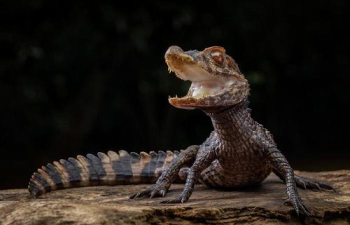 Wer war Parvosuchus, der Vorfahre des Krokodils, das vor 237 Millionen Jahren lebte und neben den ersten Dinosauriern lebte?