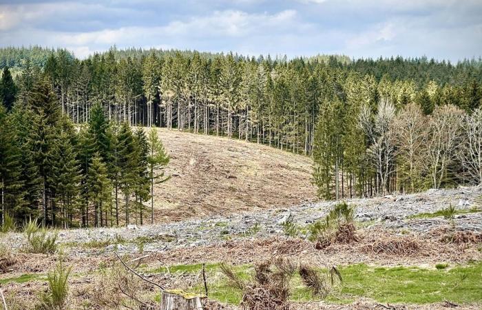 Verbot des Kahlschlags, Aufgabe des Biosyl-Fabrikprojekts … was fordert die Versammlung für lebende Wälder, die diese Woche auf dem Millevaches-Plateau tagt?
