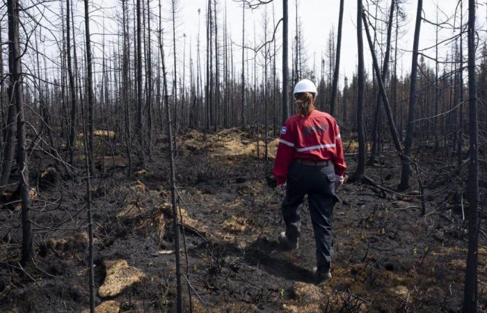 Niederschläge sollen zur Bekämpfung von Waldbränden an der Nordküste beitragen
