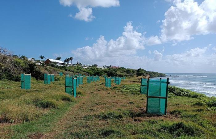 In Sainte-Anne reduzieren naturbasierte Lösungen die Küstenerosion
