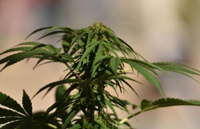 Der Oberste Gerichtshof hat dafür gestimmt, den Besitz von Cannabis zu entkriminalisieren