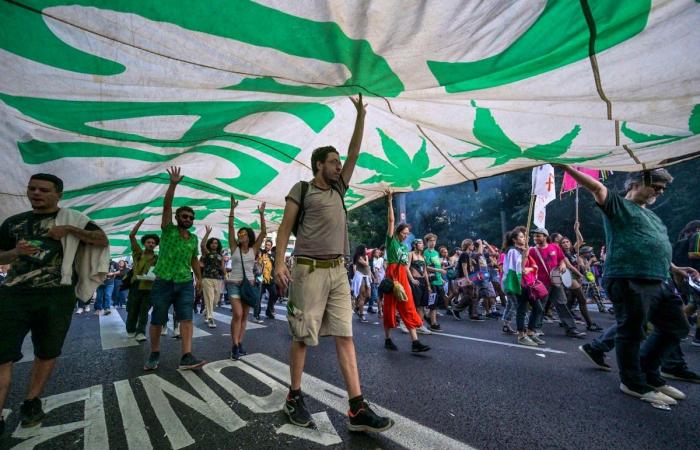 Lateinamerika: Brasilien bestätigt die Entkriminalisierung des Cannabisbesitzes