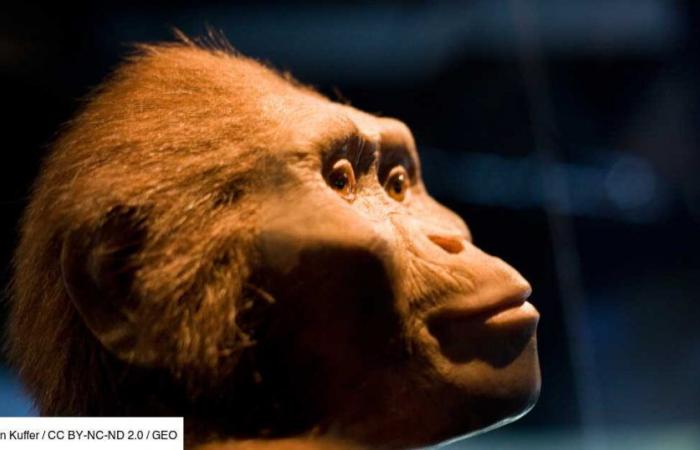 Lucy, haarlos? Was der 3,2 Millionen Jahre alte Australopithecus über Nacktheit verrät
