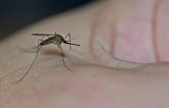 Sind Anwendungen zur Mückenbekämpfung wirksam?