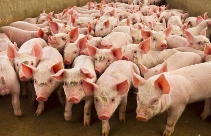 Wer sind die größten Schweinefleischproduzenten der Welt und Frankreichs?