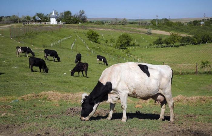 Dänemark wird Blähungen bei Nutztieren besteuern, um die globale Erwärmung zu bekämpfen